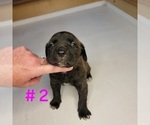 Puppy Puppy 2 Cane Corso