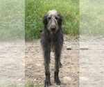 Small Photo #1 Irish Wolfhound Puppy For Sale in CALDWELL, ID, USA