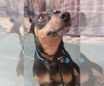 Small Miniature Pinscher Mix
