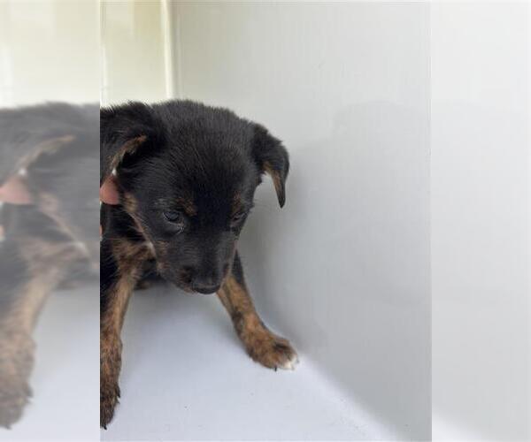 Medium Photo #1 Holland Shepherd-Unknown Mix Puppy For Sale in Houston, TX, USA