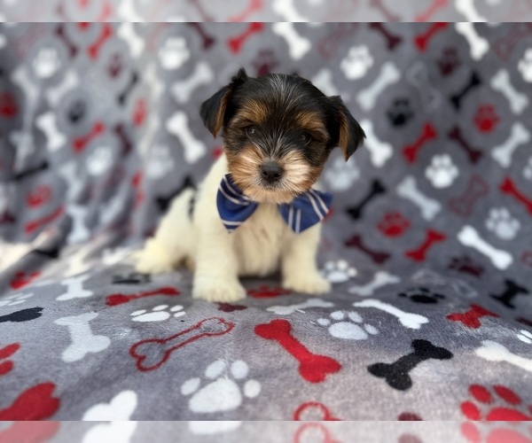 Medium Photo #3 Yorkshire Terrier Puppy For Sale in LAKELAND, FL, USA