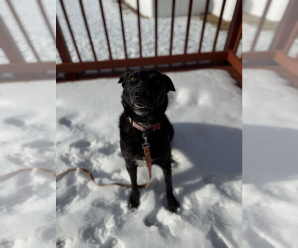 Medium Photo #9 Mutt Puppy For Sale in Boston, MA, USA