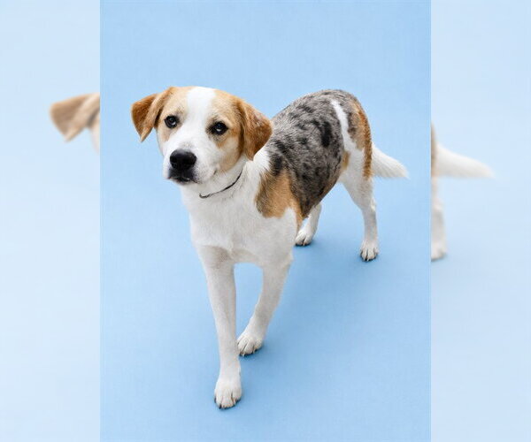 Medium Photo #1 Beagle-Catahoula Leopard Dog Mix Puppy For Sale in Westminster, MD, USA