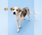 Small Beagle-Catahoula Leopard Dog Mix