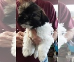 Small Photo #2 Zuchon Puppy For Sale in SPRING GROVE, PA, USA