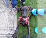 Small #10 Labrador Retriever Mix