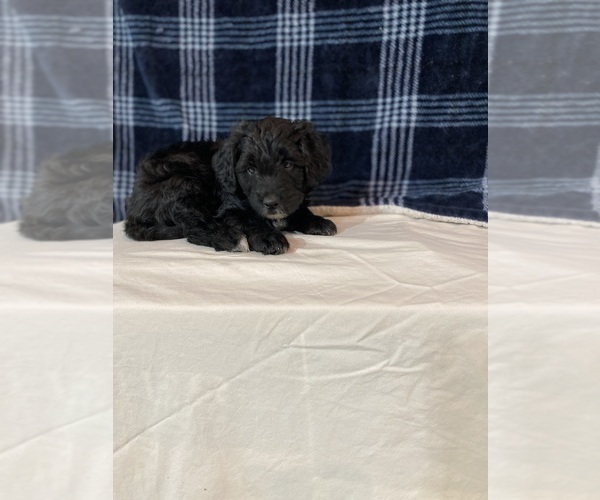 Medium Photo #2 Bordoodle Puppy For Sale in SOLON SPRINGS, WI, USA