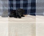 Small Photo #2 Bordoodle Puppy For Sale in SOLON SPRINGS, WI, USA