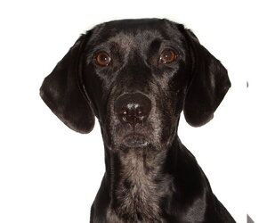 Jobi - Male Mutt Dog for Adoption - Photo #2