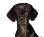 Small #1 Mutt