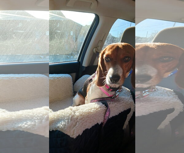 Medium Photo #1 Beagle Puppy For Sale in Crescent City, FL, USA