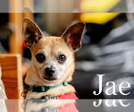Small #1 Chihuahua