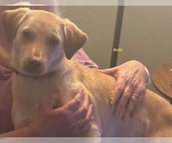 Medium Photo #1 Beagle-Unknown Mix Puppy For Sale in Woodland Hills, CA, USA