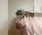 Small Photo #4 YorkiePoo Puppy For Sale in MCMINNVILLE, TN, USA