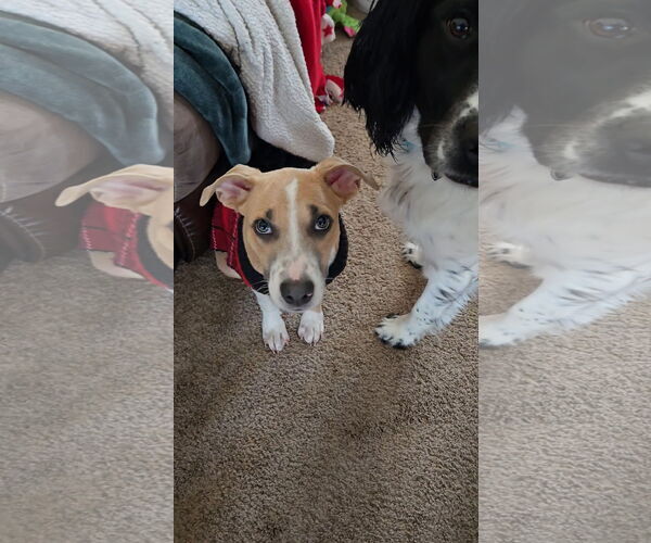 Medium Photo #6 American Pit Bull Terrier-Unknown Mix Puppy For Sale in Minneapolis, MN, USA