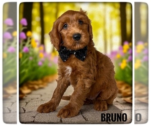 Goldendoodle Puppy for sale in ORANGE PARK, FL, USA