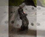 Small Photo #30 Siberian Husky Puppy For Sale in ALTON, IL, USA