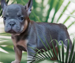 French Bulldog Puppy for sale in PALM BEACH, FL, USA
