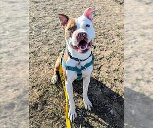 Mutt Dogs for adoption in Brighton, CO, USA