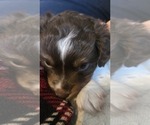 Small #3 Miniature Australian Shepherd