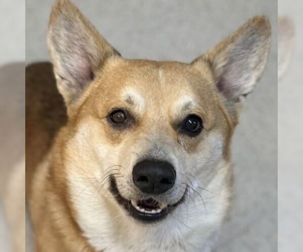 Medium Photo #5 - Mix Puppy For Sale in Arlington, VA, USA