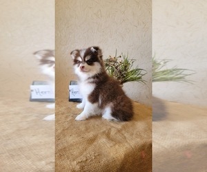 Pomsky Puppy for Sale in BELLEVUE, Iowa USA