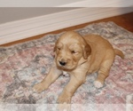 Small Photo #6 Golden Retriever Puppy For Sale in GRAND BAY, AL, USA
