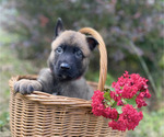 Small #1 Belgian Malinois