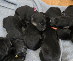 German Shepherd Dog Litter for sale in LA FAYETTE, NY, USA