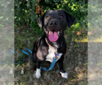 Small Labrador Retriever Mix