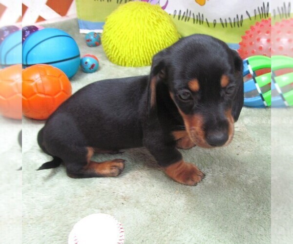 Medium Photo #5 Dachshund Puppy For Sale in RATTAN, OK, USA