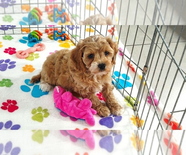 Medium Photo #3 Cavapoo (Miniature)-Poodle (Toy) Mix Puppy For Sale in ORO VALLEY, AZ, USA