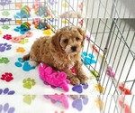 Small #2 Cavapoo (Miniature)-Poodle (Toy) Mix