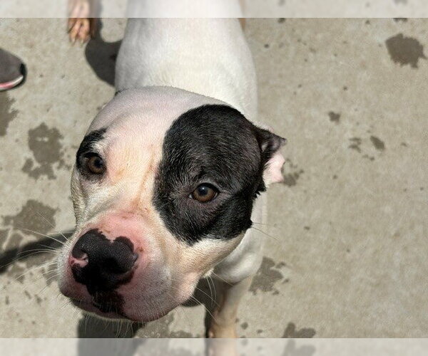 Medium Photo #1 Mutt Puppy For Sale in Tulsa, OK, USA