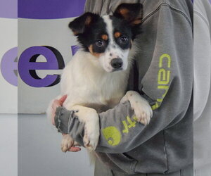 Sangkran - Female Dachshund-Unknown Mix Dog for Adoption - Photo #3