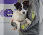 Small Photo #3 Dachshund-Unknown Mix Puppy For Sale in Huntley, IL, USA