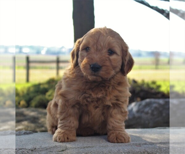Medium Photo #5 Goldendoodle-Poodle (Miniature) Mix Puppy For Sale in GORDONVILLE, PA, USA