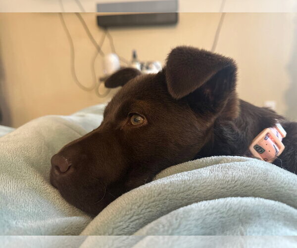 Medium Photo #5 Labrador Retriever-Unknown Mix Puppy For Sale in Sandy, UT, USA