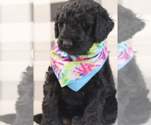 Goldendoodle Dog for Adoption in MANCHESTER, Connecticut USA