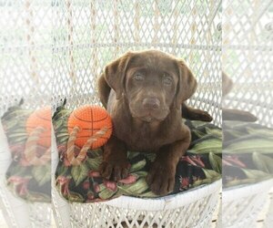 Labrador Retriever Puppy for sale in CLEARVILLE, PA, USA