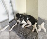 Small Photo #3 Borador Puppy For Sale in Dunnellon, FL, USA
