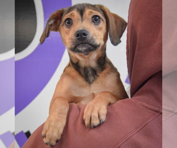 Medium Photo #5 German Shepherd Dog-Unknown Mix Puppy For Sale in Huntley, IL, USA