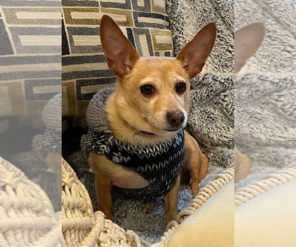 Medium Photo #2 Chihuahua Puppy For Sale in Cuba, NY, USA