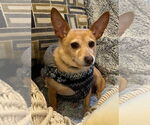 Small #1 Chihuahua