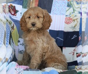 Cock-A-Poo Puppy for sale in FREDERICKSBG, OH, USA