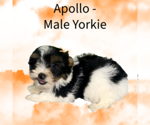 Yorkshire Terrier Puppy for sale in AZLE, TX, USA