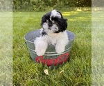 Small #1 Shih Tzu