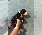 Small #2 Great Dane