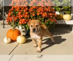 Maple - Female Cocker-Pei Puppy for Sale - Photo #4