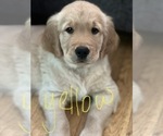 Small Photo #9 Golden Retriever Puppy For Sale in SUWANEE, GA, USA